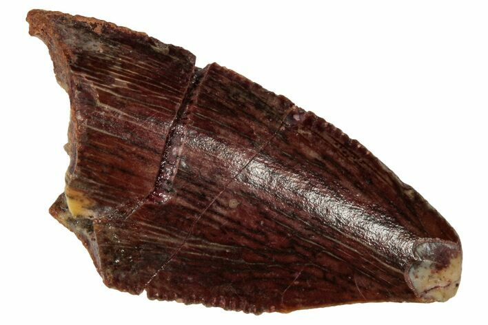 Serrated Raptor Tooth - Feeding Worn Tip #333327